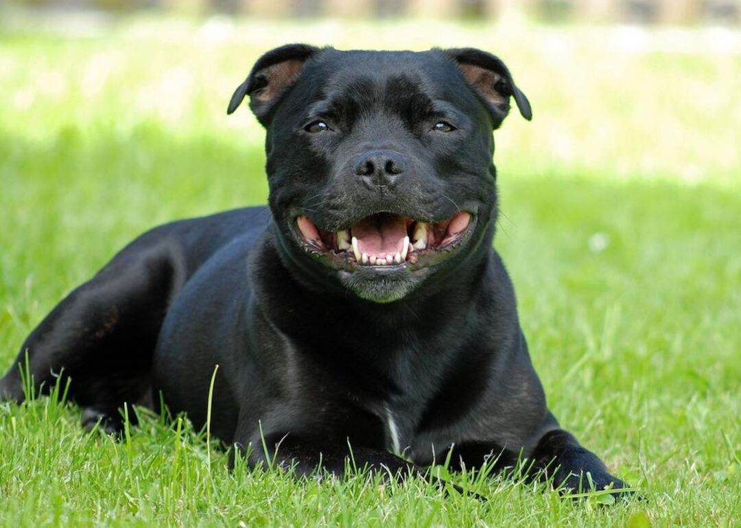 #22. Staffordshire bull terriers